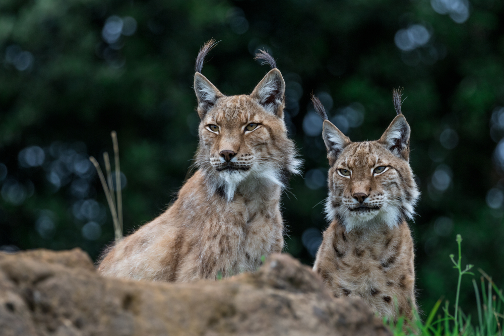 Popular Species