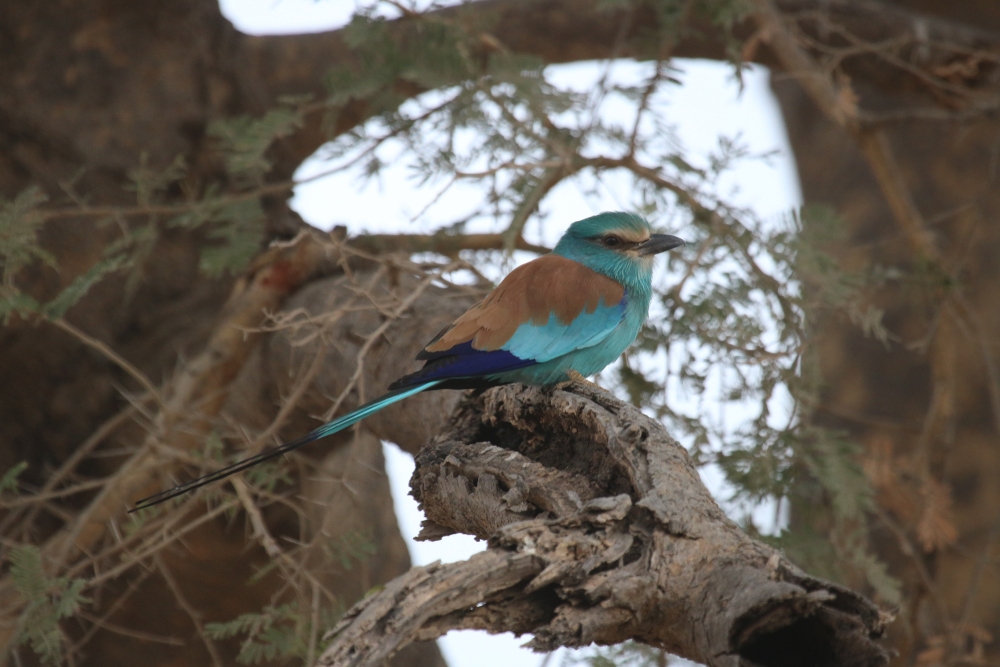 Bird Species