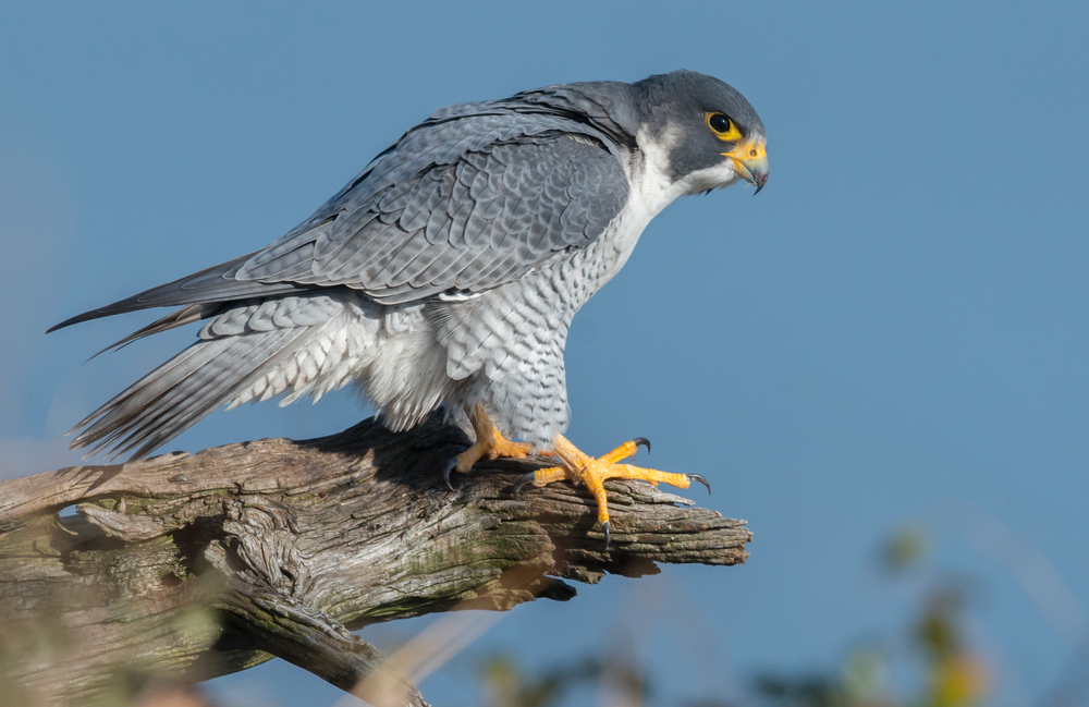 Bird Species
