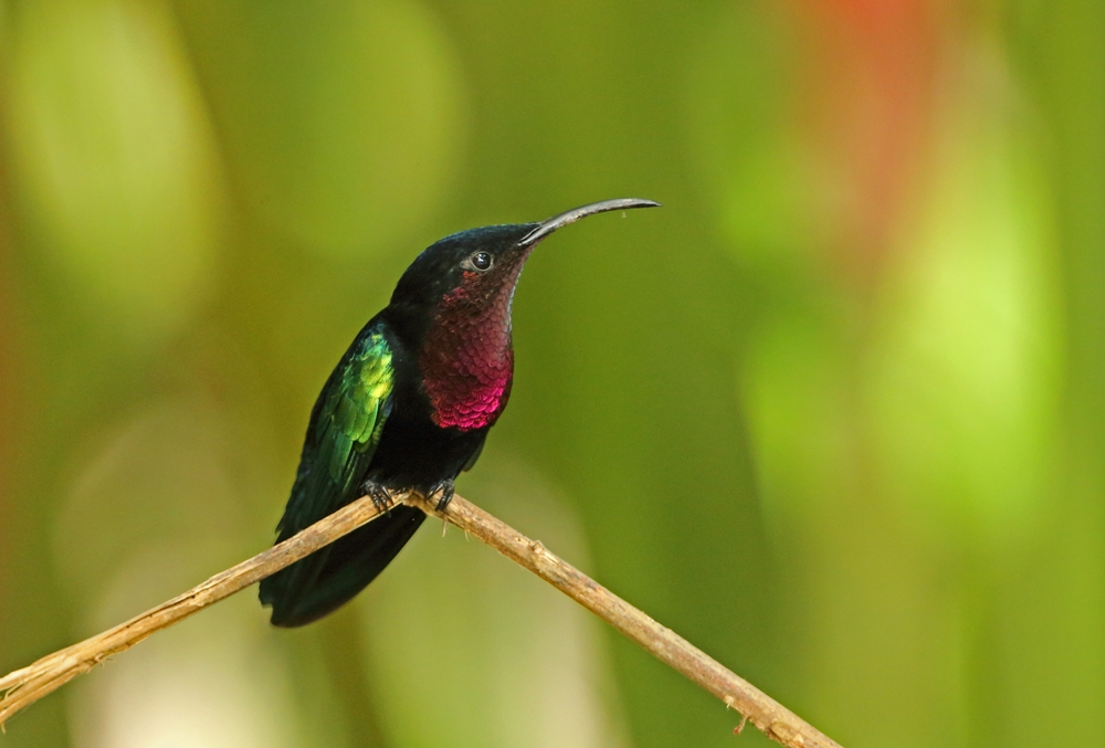 Bird Species
