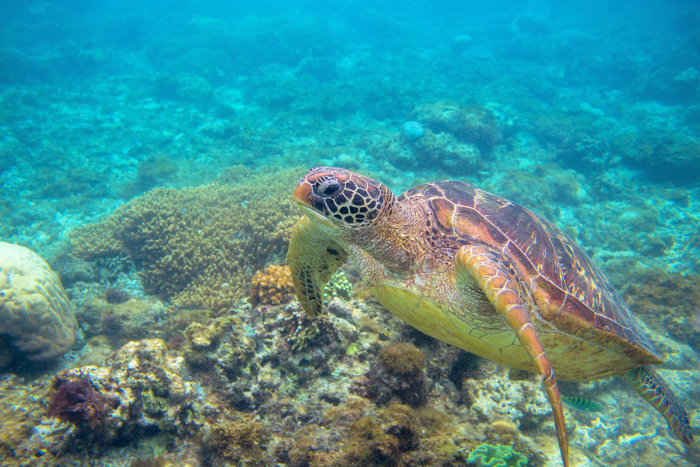 Popular Species