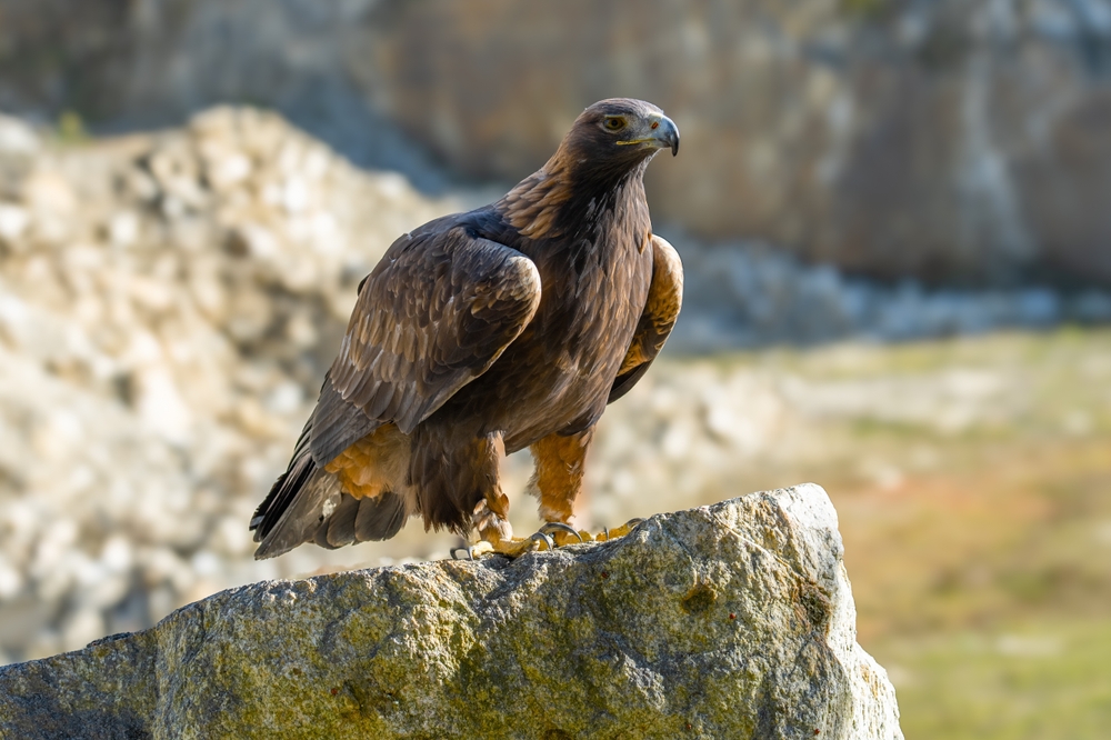 Bird Species