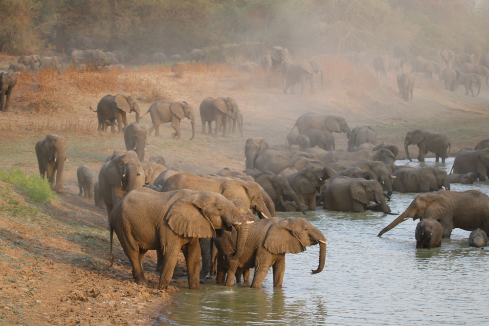 Aouk National Park