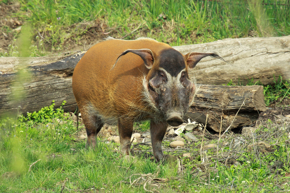 Azagny National Park