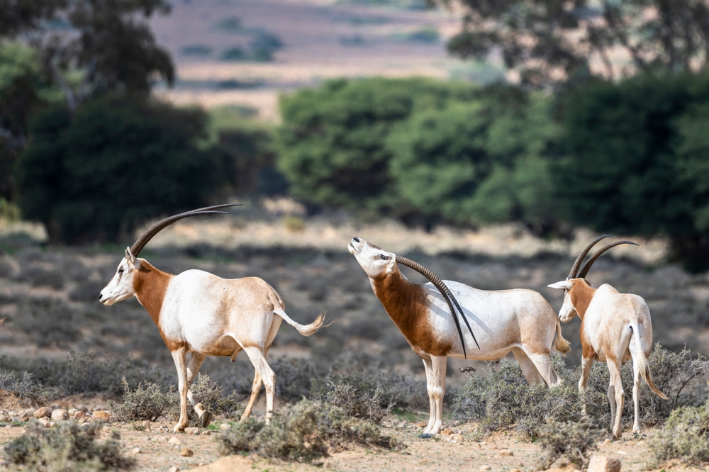 Bou-Hedma National Park