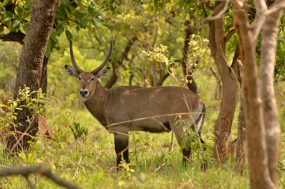 Bouba Njida National Park