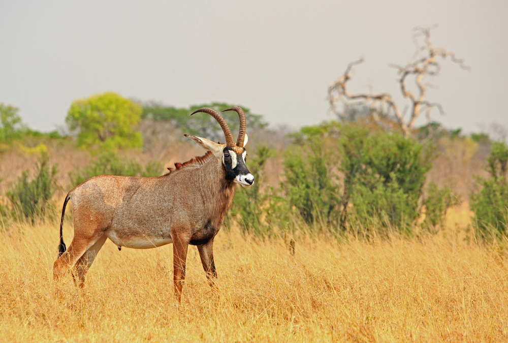 Chad Basin National Park