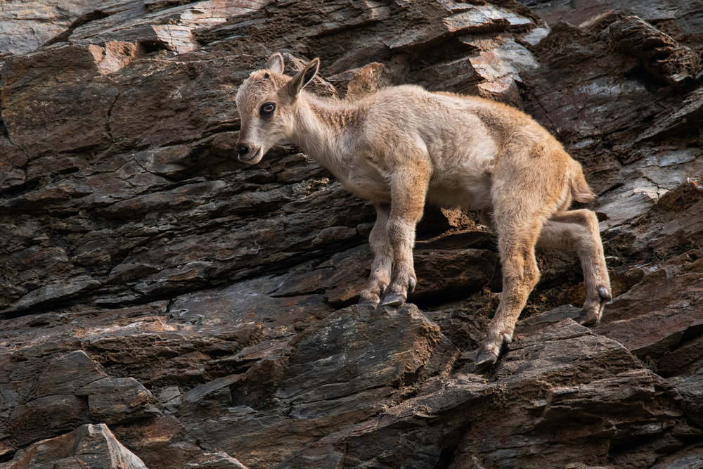 Chambi National Park
