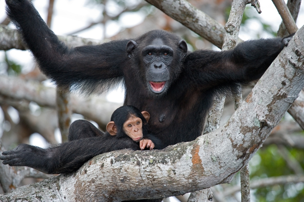 Conkouati-Douli National Park