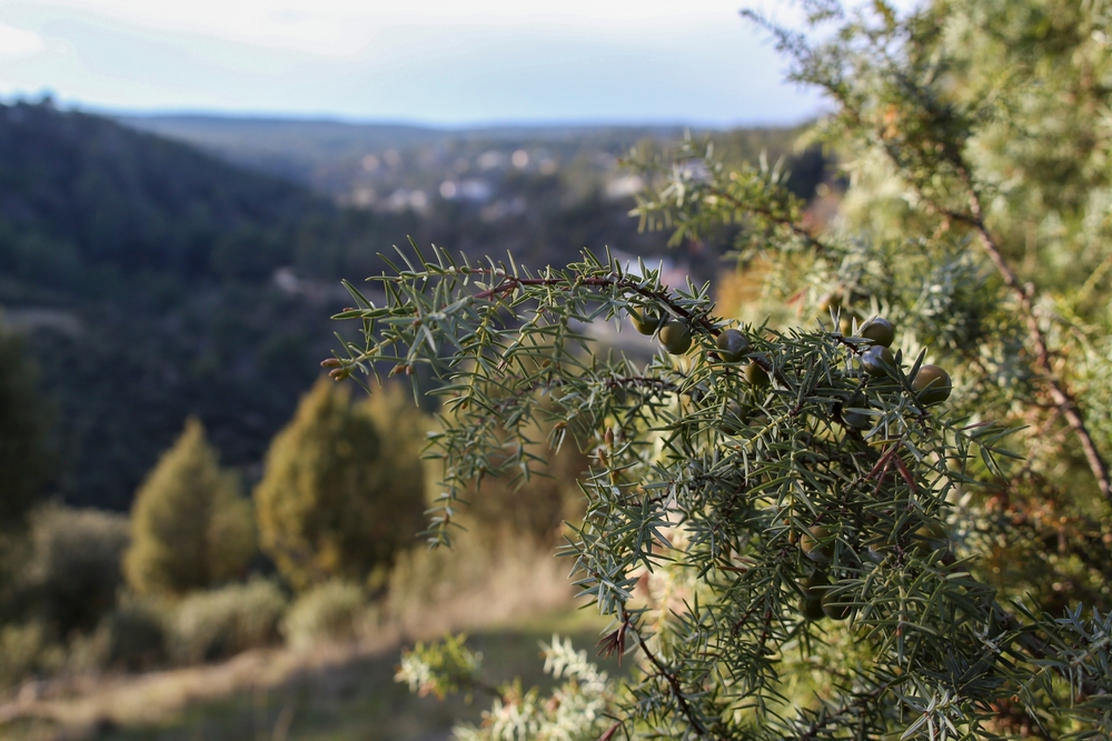 El Kouf National Park