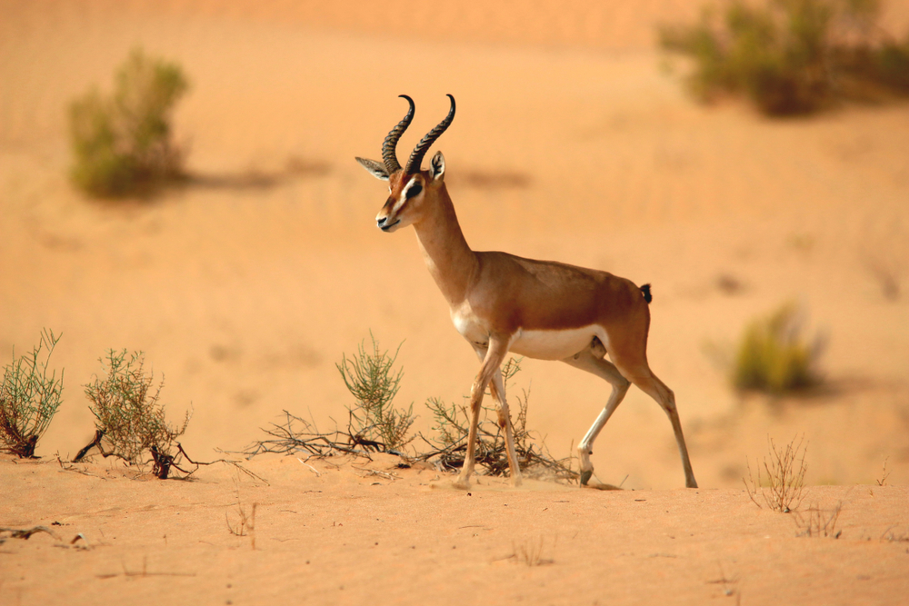 El Naggaza National Park