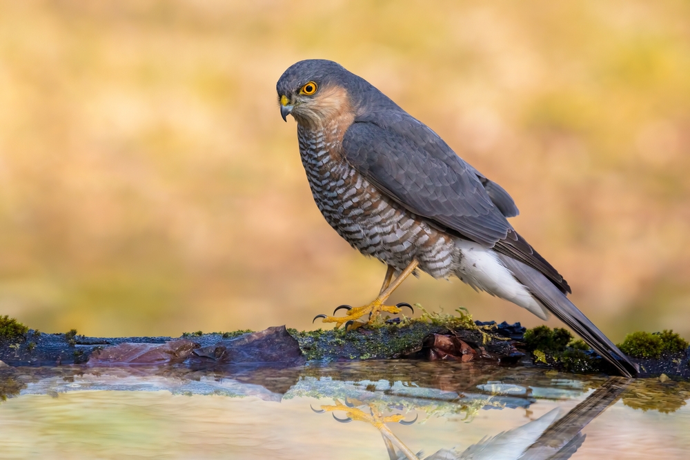 Birds