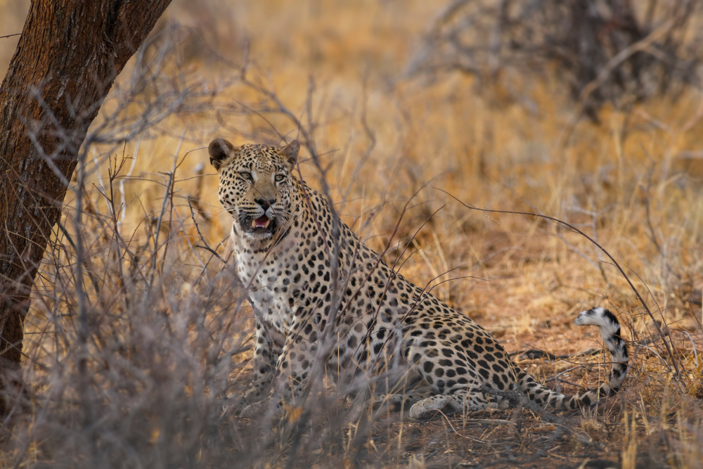 Gashaka-Gumti National Park
