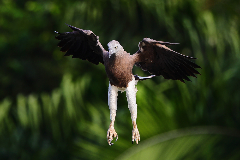 Birds