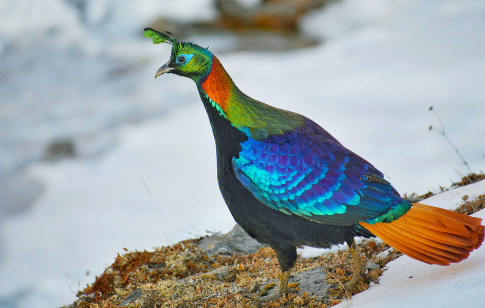 Birds