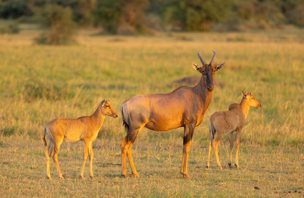 Ibanda-Kyerwa National Park