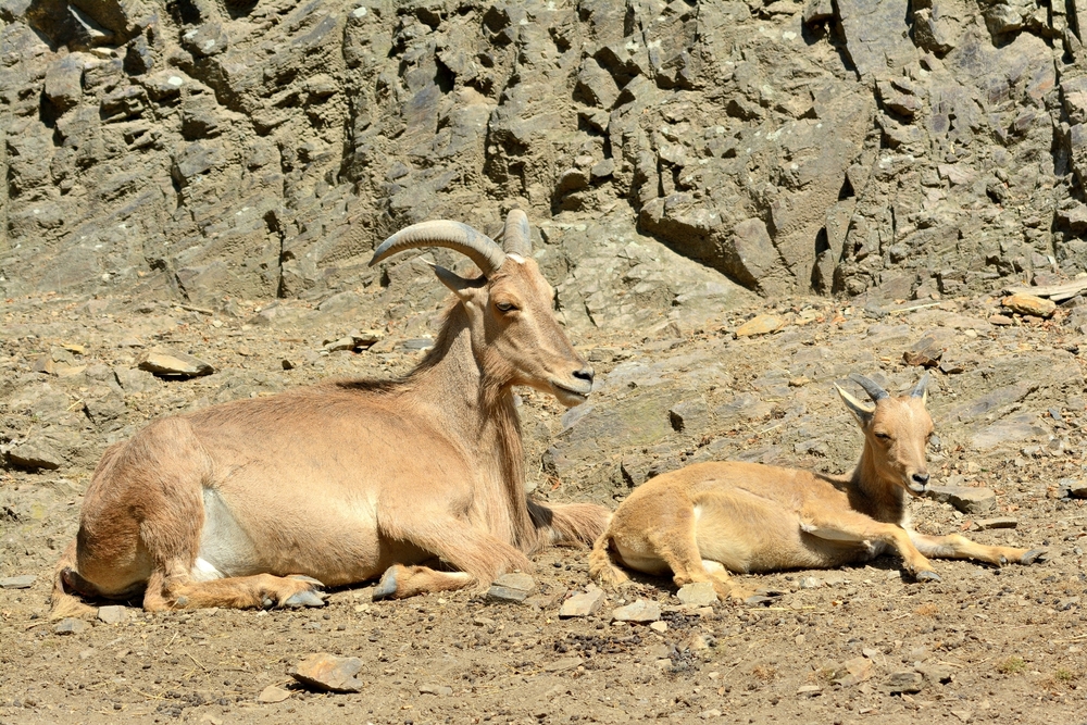 Jebel Hassania National Park