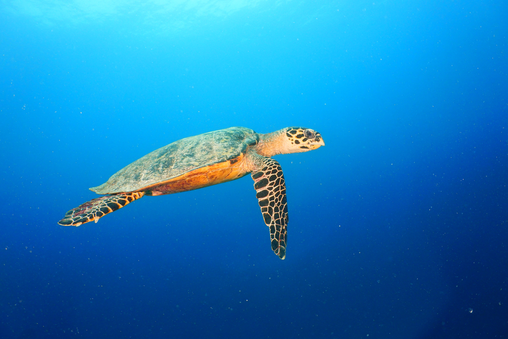João Vieira and Poilão Marine National Park