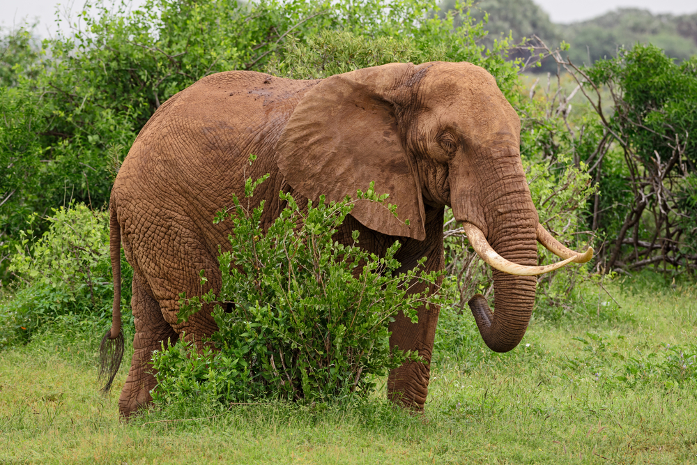 Kainji National Park