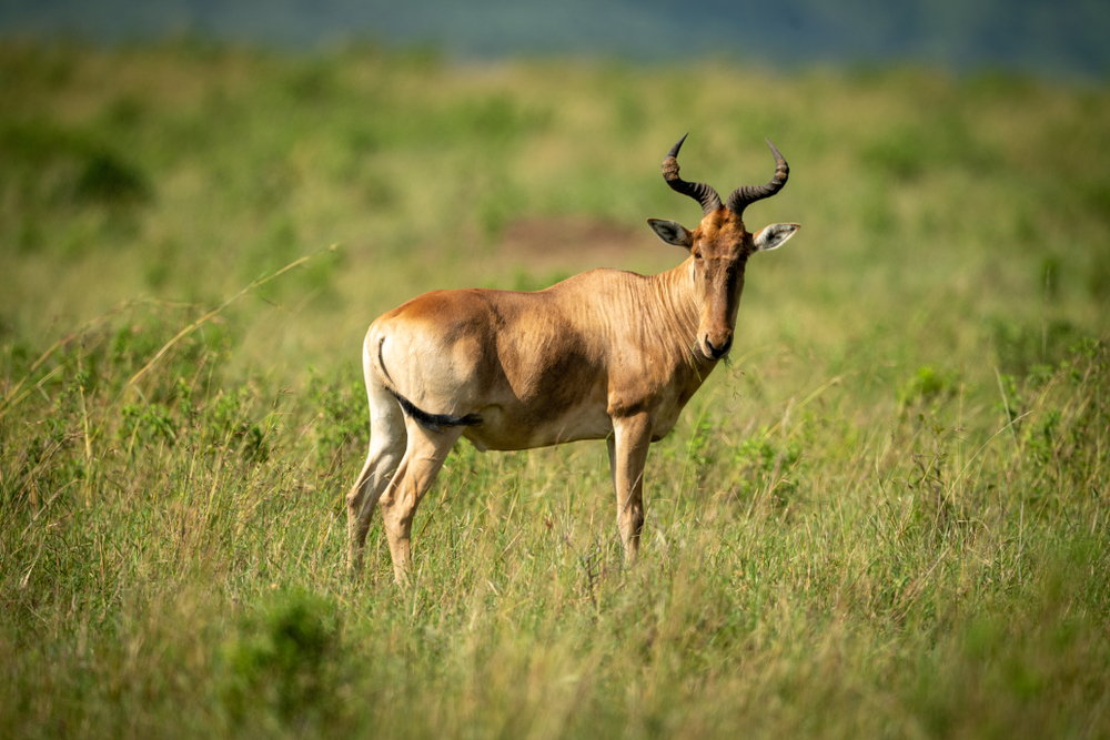 Kamuku National Park