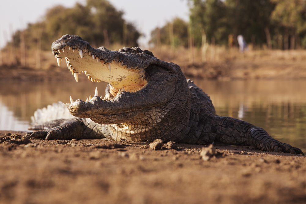 Kigosi National Park