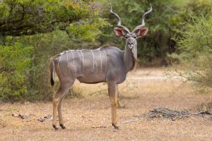 Kudu