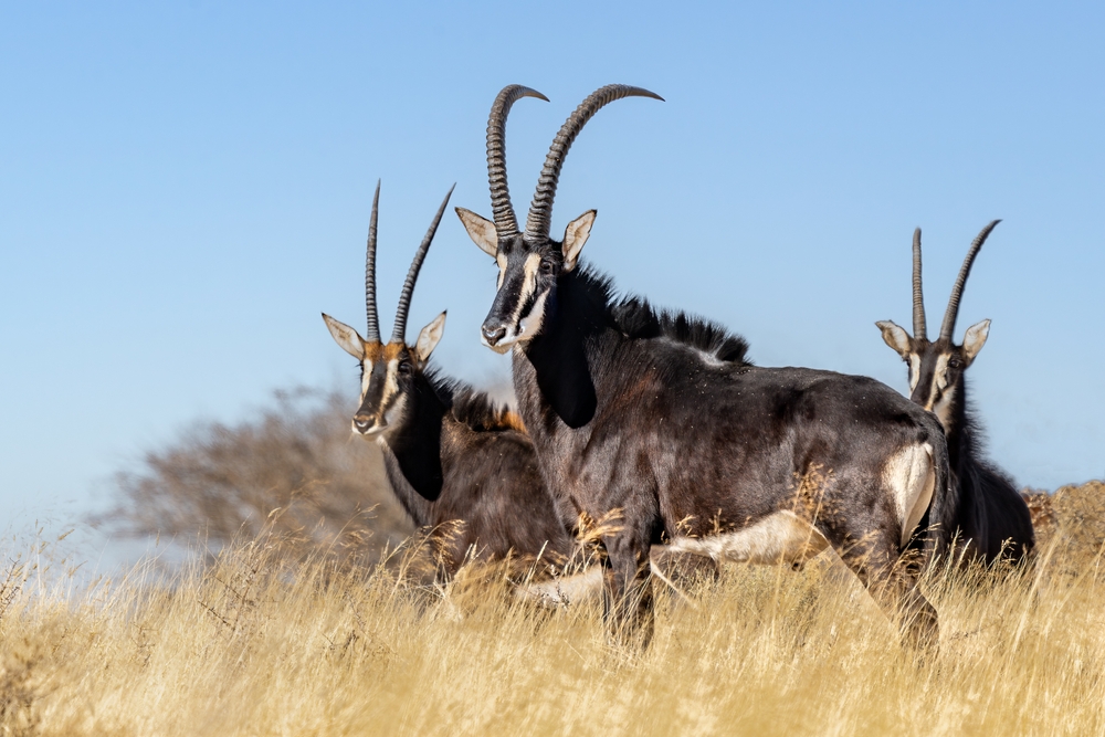 Lavushi Manda National Park