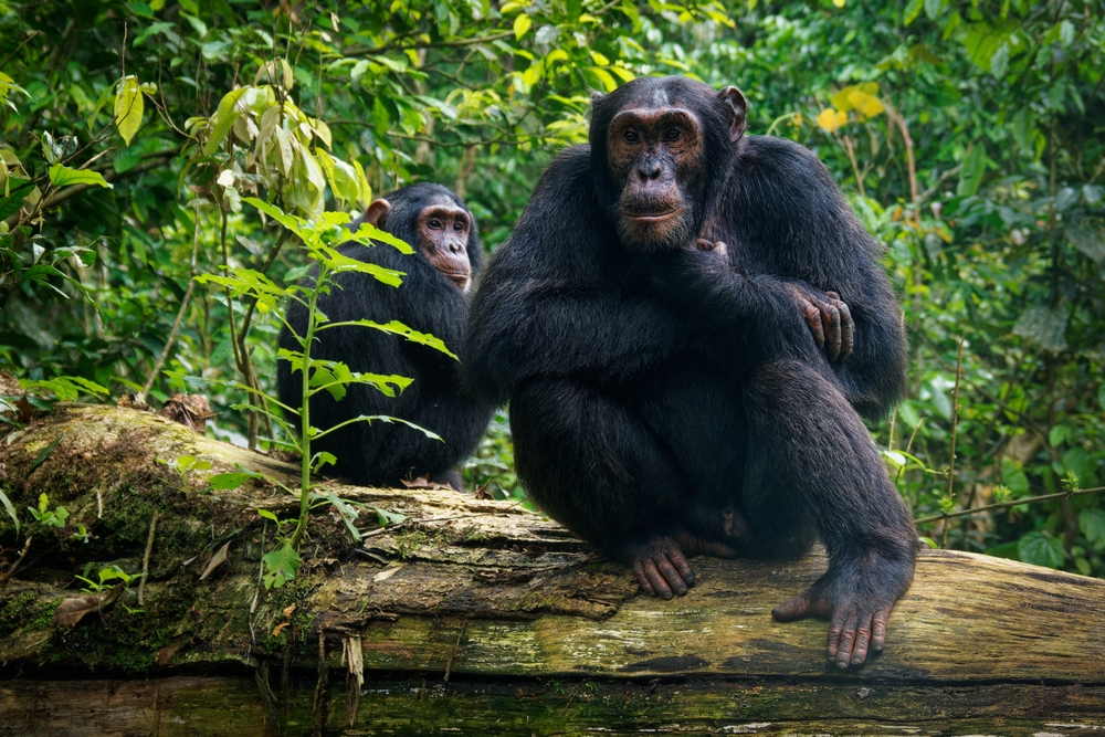 Minkebe National Park