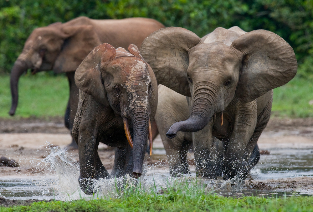 Nouabalé-Ndoki National Park