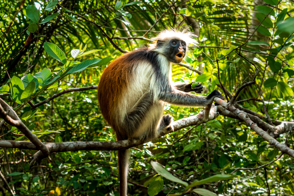 Okomu National Park