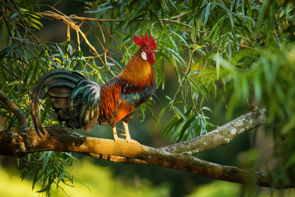 Birds