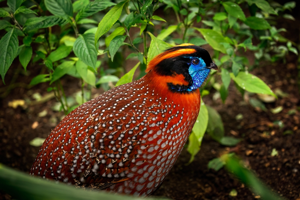 Birds