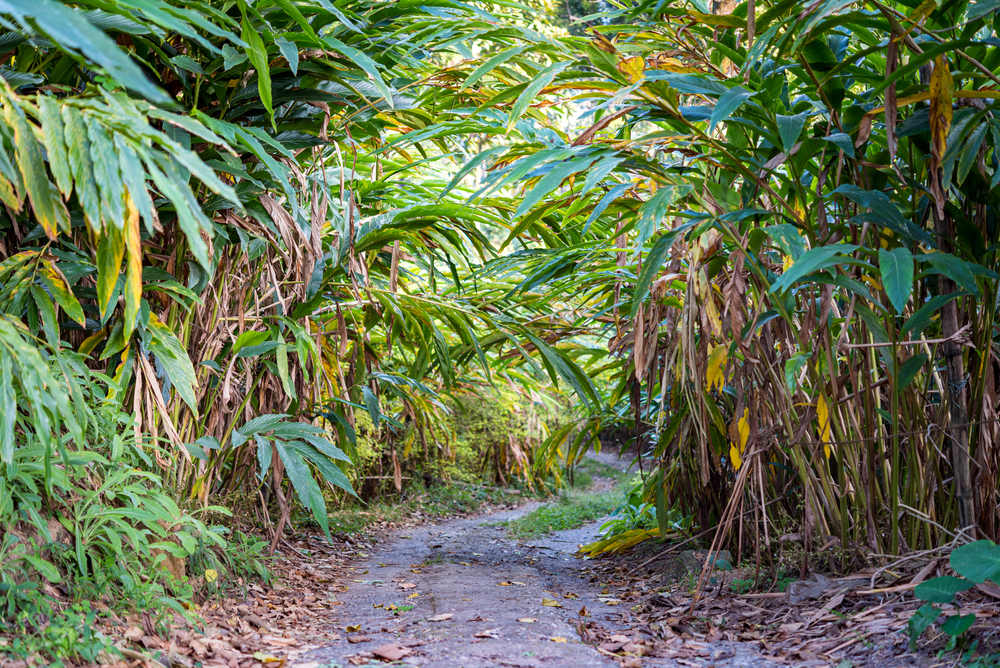Southern Cardamom National Park