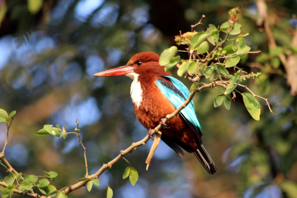 Birds