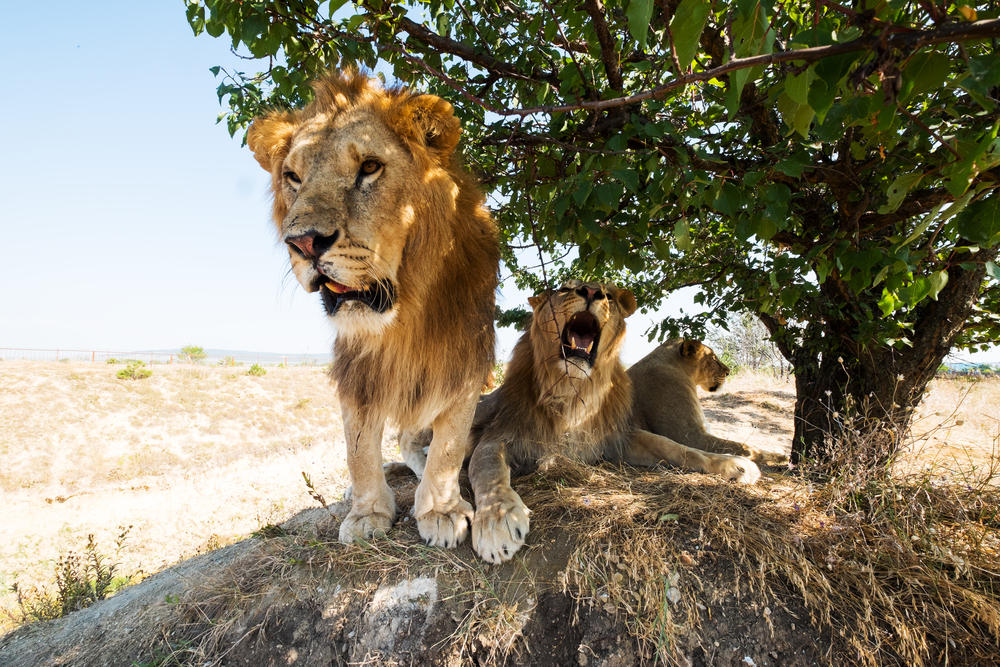 Yankari National Park