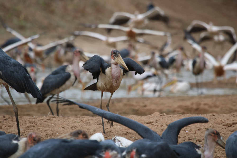 Birds