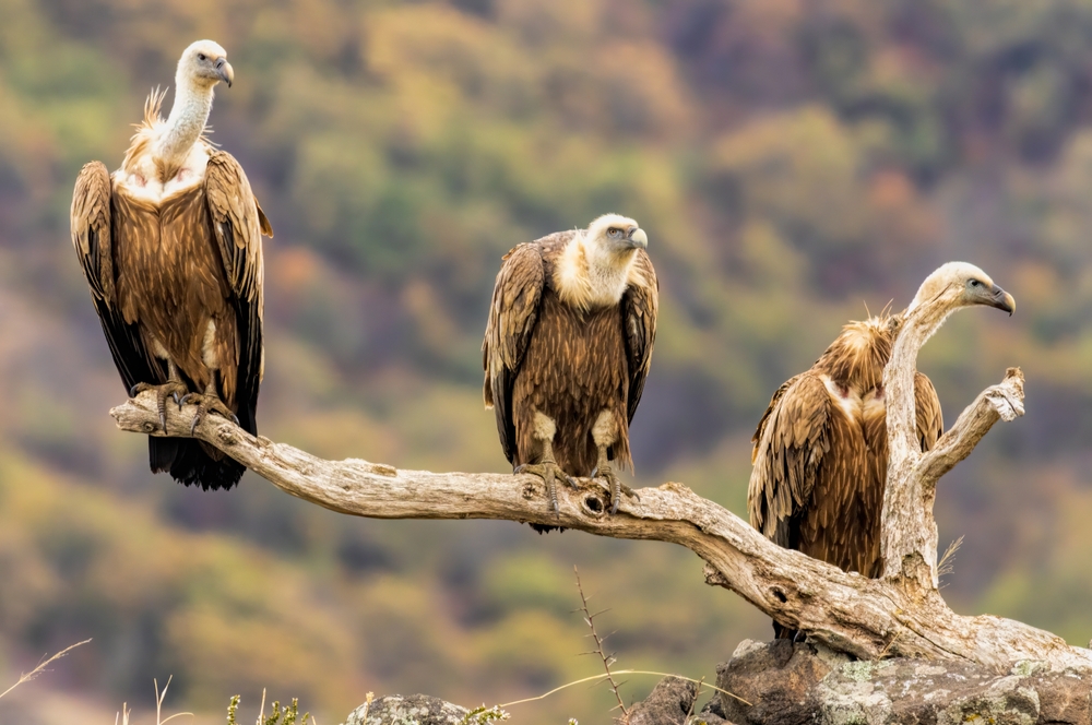 Birds