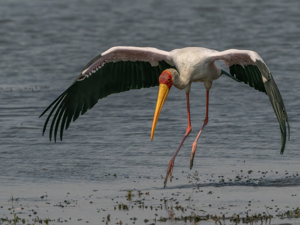 Birds