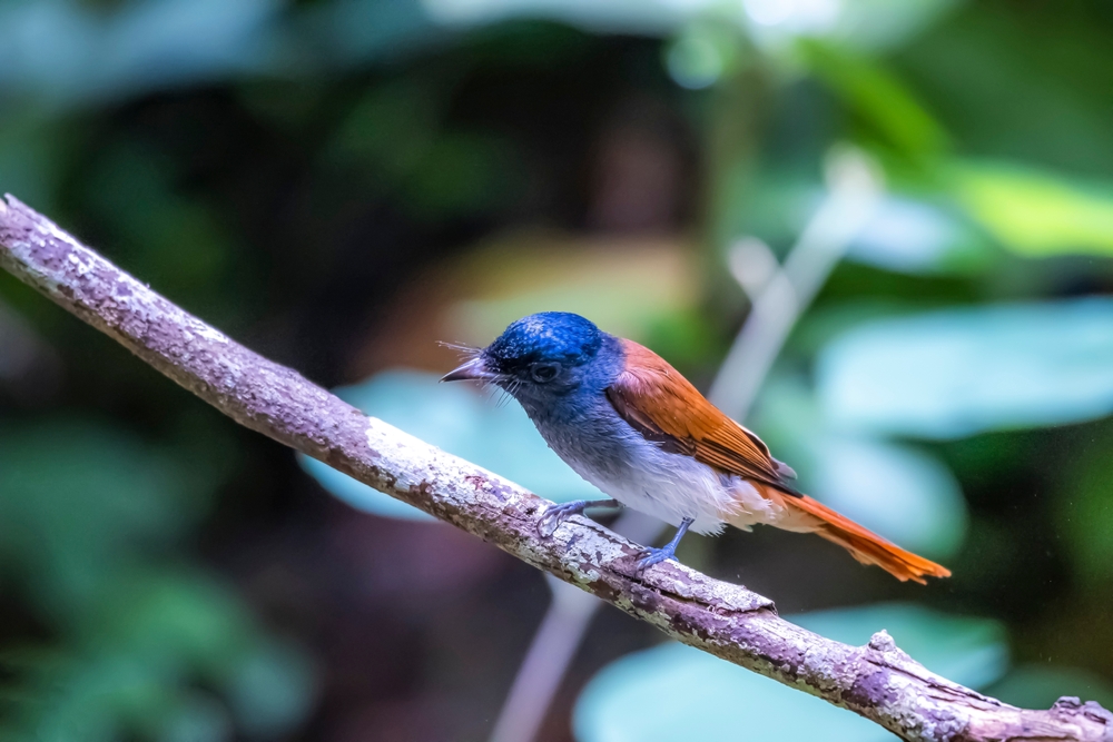 Birds