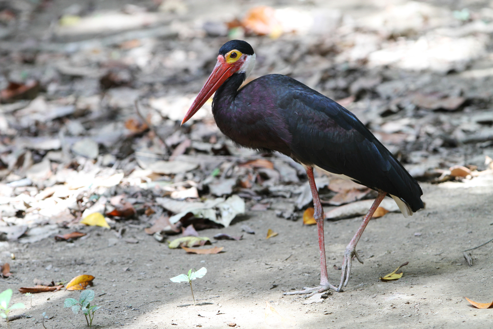 Berbak National Park