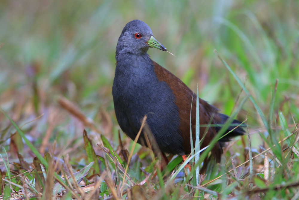 Birds