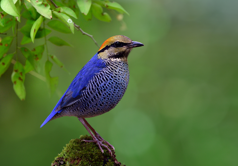 Birds