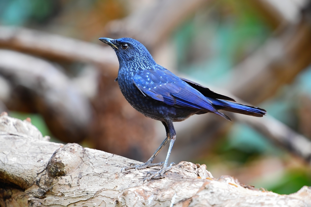 Birds