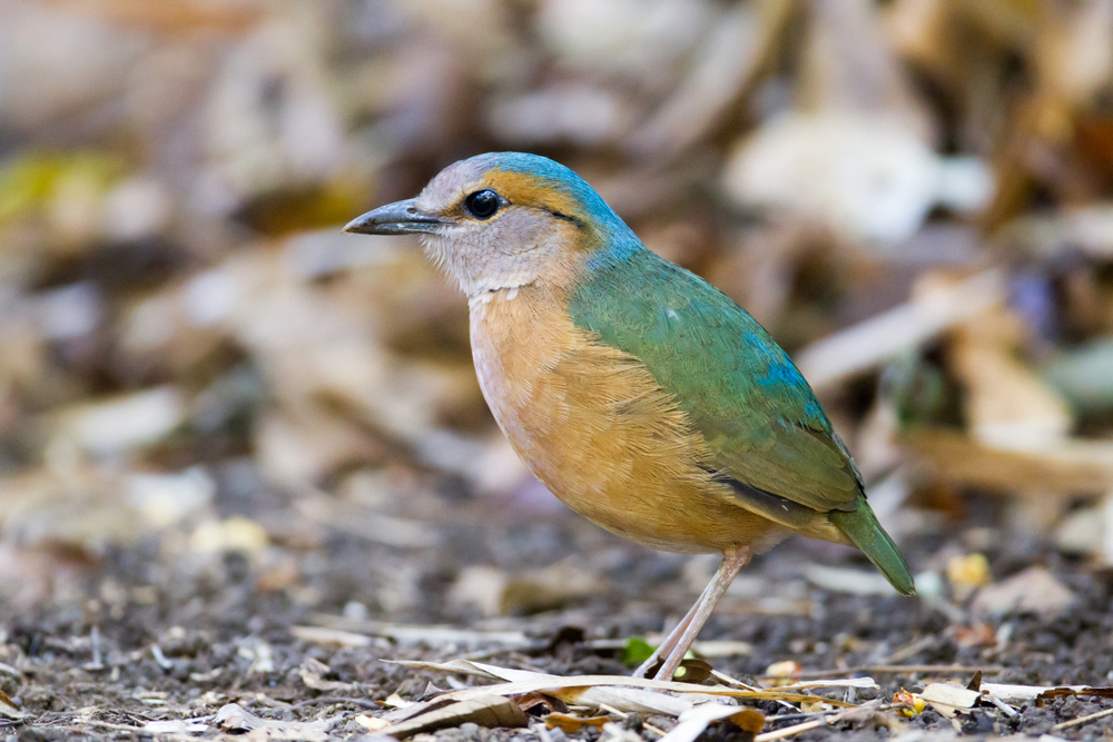 Birds