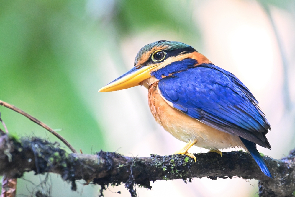 Birds