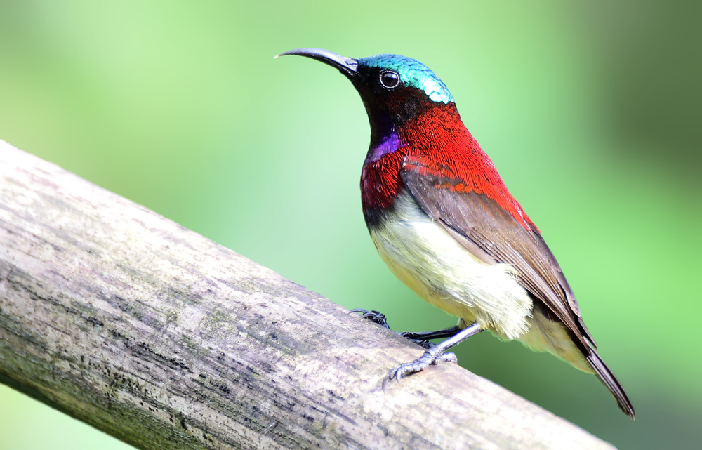 Birds