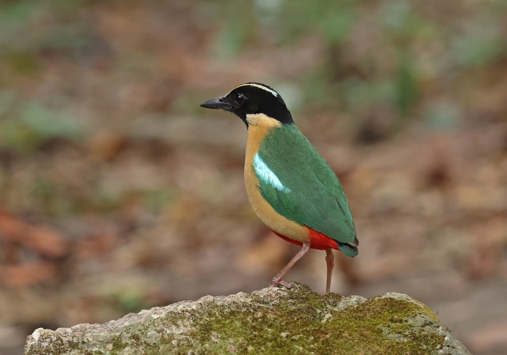 Birds