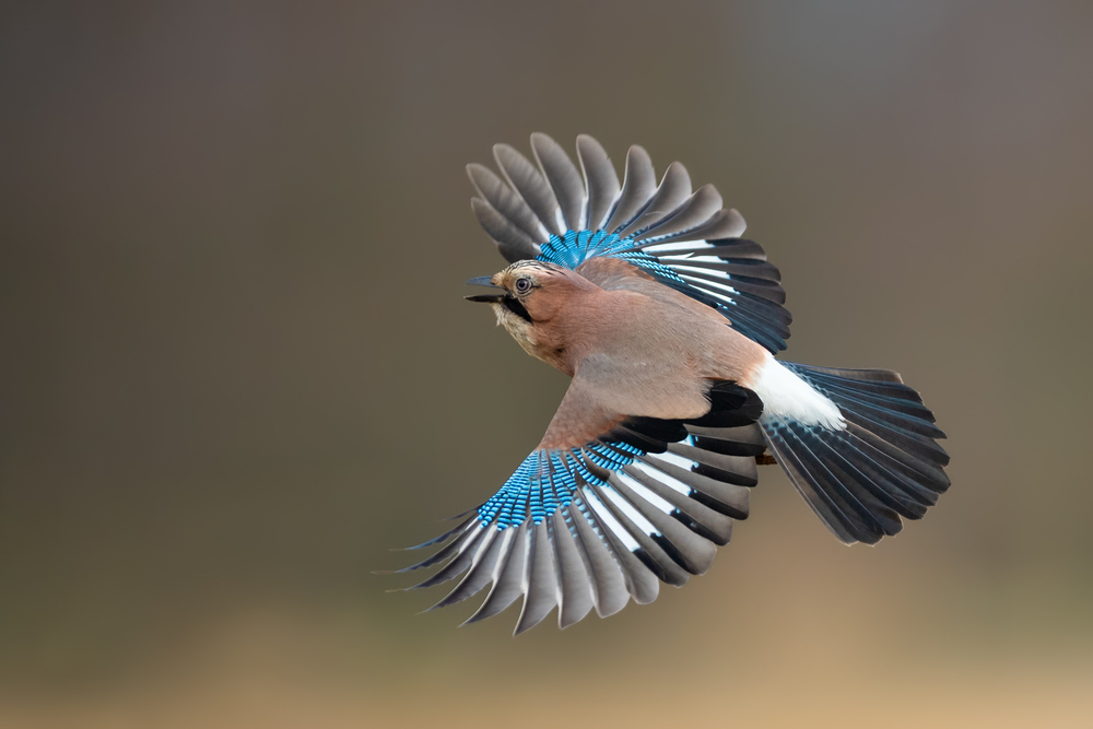 Birds