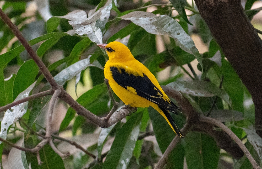 Birds