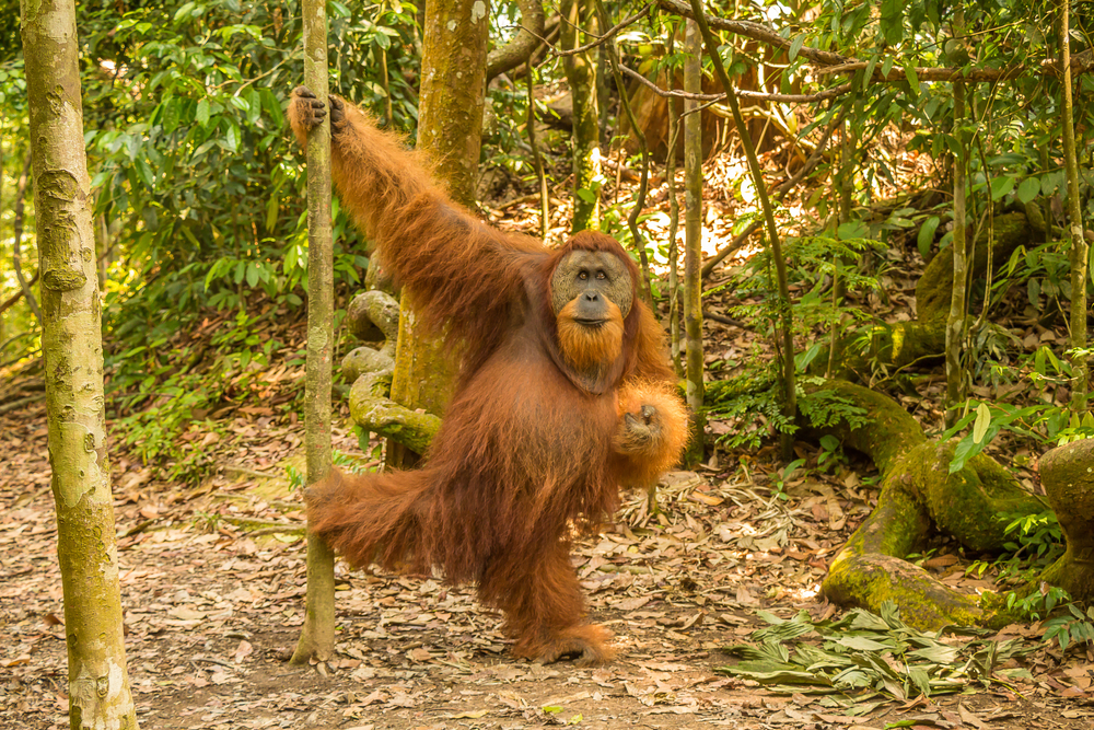 Gunung Leuser National Park